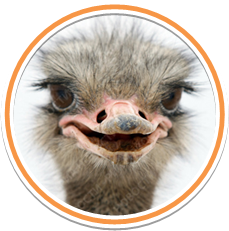 aroundostrich.png