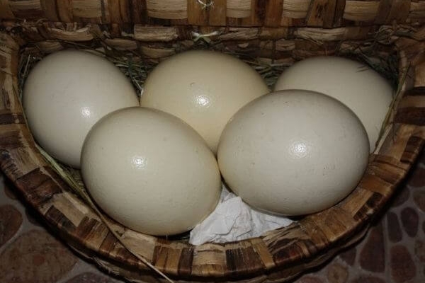 Страусиное яйцо – полезный продукт от экзотической птицы