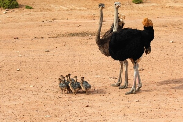 Размножение и брачные игры страусов