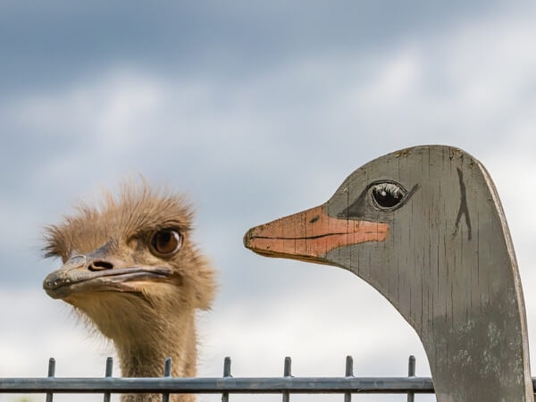 Качественный загон для страусов на ферме