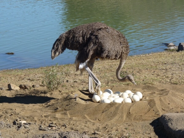Сбор и хранение яиц страуса: полезные рекомендации
