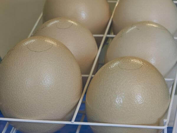 Инкубация страусиных яиц: некоторые тонкости