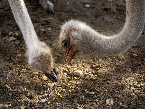 Особенности пищеварительной системы и кормления страусов 