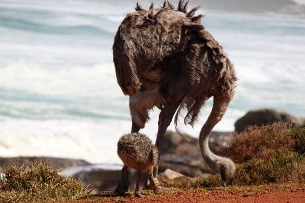 Как страусы выращивают свое потомство 