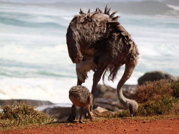Как страусы выращивают свое потомство 