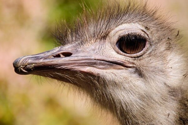 Особенности разведения страусов: необычный бизнес