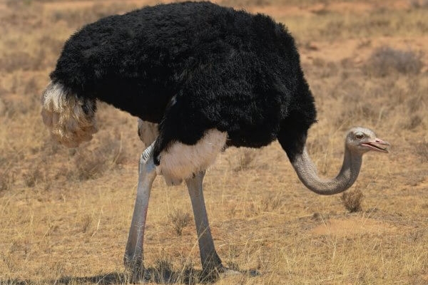 Сомалийский черный страус: описание и образ жизни 