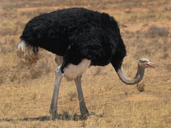 Сомалийский черный страус: описание и образ жизни 