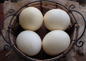 Страусиные яйца