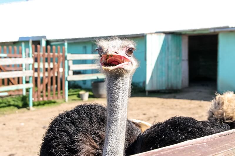 Тушка страуса фото